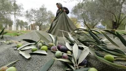 Zeytinde sağlığı tehdit eden yöntemlere karşı uyarı