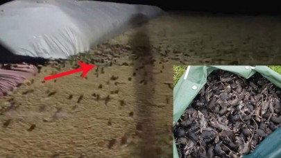 Avustralya'da fare istilası: Milyonlarca fare kentleri esir aldı