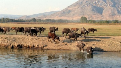 Damızlık manda düvesi yetiştiricilerine yüzde 50 hibe desteği