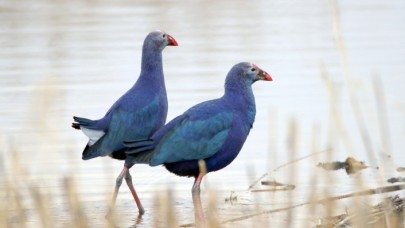 Göçmen kuşlar Ağrı Dağı'nı mesken tuttu