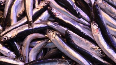 Hamsiden umudunu kesen balıkçılar 'çaça' avına başladı