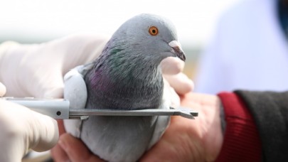 Sivas'ın taklacı güvercini tescillenecek