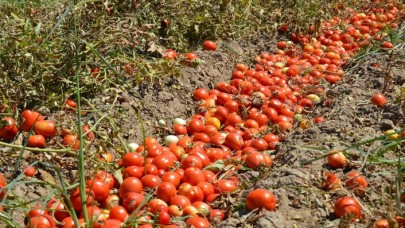 Tarlada ve halde kalan ürüne dijital çözüm