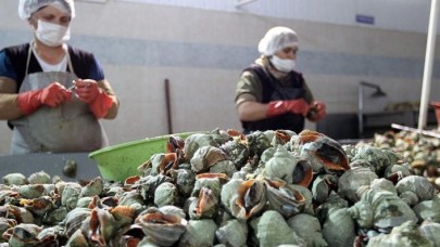 Türkiye'den yılın ilk iki ayında 2, 7 milyon dolarlık deniz salyangozu ihraç edildi