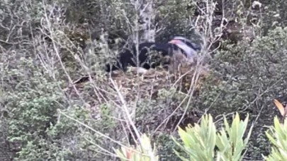 Yol kenarında kafası bedeninden ayrılmış cansız beden bulundu