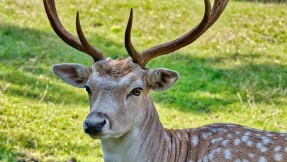 Zonguldak'ta hayvanat bahçesinden çaldıkları alageyiği yiyen 2 kişi yakalandı