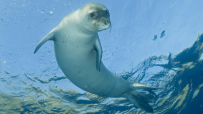 Aksa Enerji,  Akdeniz foklarının korunması için proje başlattı