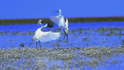 İlkbahar renklerine bürünen Kızılırmak Deltası göçmen kuşlarla şenlendi