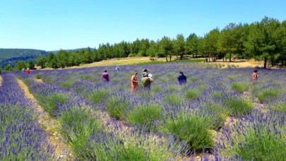 Kooperatif kuran Kastamonulu kadınlar lavanta üretimine başladı