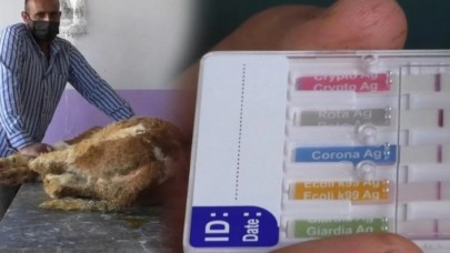 O ilde hayvanlarda koronavirüs görüldü