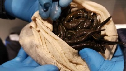 Sabiha Gökçen'de akılamaz olay! Yolcunun valizinden çıktı