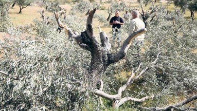 Yahudi yerleşimciler Filistinli çiftçilerin zeytin ağaçlarını kesti