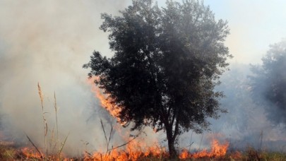 Yahudi yerleşimciler Filistinlilere ait onlarca zeytin ağacını ateşe verdi