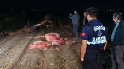 Yoksa Hatay'da kaybolan atlar mı: Adana'da kesilmiş 3 at bulundu