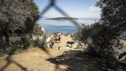 Adalar'daki atların akıbetine ilişkin belirsizlik sürüyor