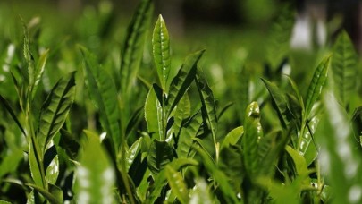 Doğu Karadeniz'de yaş çay hasadı 17 Mayıs'ta başlıyor