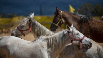 İBB'den Adalar'ın atlarıyla ilgili açıklama