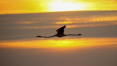 Kuş Cenneti gün batımında flamingolarla ayrı güzelliğe bürünüyor