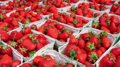 Tescilli Silifke çileği 15'ten fazla ülkeye ihraç ediliyor