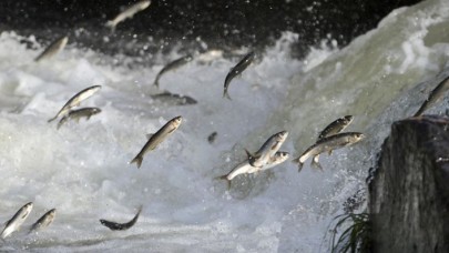 Van'da inci kefalinin tatlı sulara yolculuğu devam ediyor