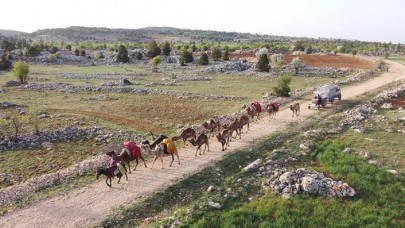 Yörükleri 1000 yıllık tarihi yayla yolculuğunu develerle sürdürüyor