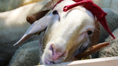 2021 yılı vekalet yoluyla kurban kesim bedelleri belirlendi: Fiyatlar geçen yıla oranla arttı