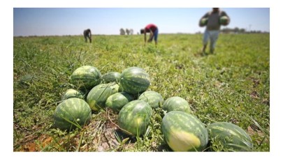 Adana karpuzu ihraç edildiği 8 ülkede ağızları tatlandırıyor
