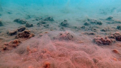 Erdek ve Bandırma körfezlerinin dibinde deniz salyası tehlikesi