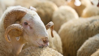 Kurban satış ve kesimine ilişkin kurallar belirlendi: Uymayana ceza var