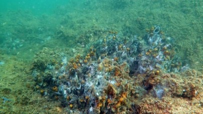 Marmara Denizi'nde müsilaj nedeniyle sünger ve mercanlar büyük zarar gördü