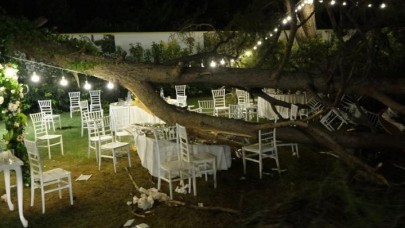 Antalya'da düğünde devrilen ağacın altında kaldı: Mustafa Ölmez öldü