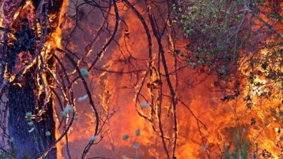 Bakan Pakdemirli,  başka ülkelerdeki yangınlardan örnekler verdi ve iddia etti: Dünyanın en başarılı birkaç teşkilatındanız!