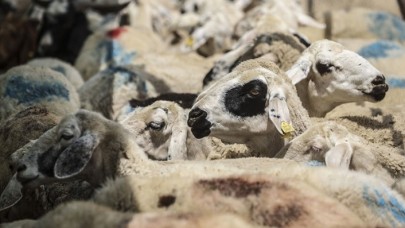 Diyanet'ten kredi kartıyla kurbanlık alanlara flaş uyarı