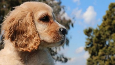 Hayvanları Koruma Kanunu TBMM komisyonda kabul edildi