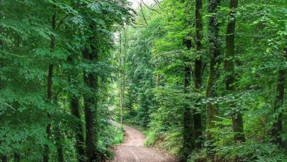 Kocaeli'de ormanlık alanlara girmek yasaklandı