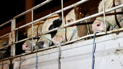 Kurbanlık hayvanların İstanbul'a girişi başladı