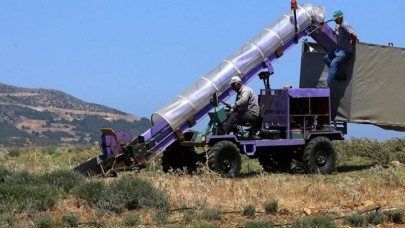 Lavanta hasadı için işçi bulmakta zorlanan hekim,  hasat makinesi geliştirdi