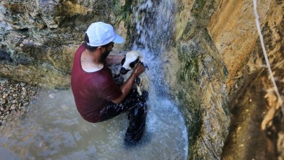 Sıcaktan bunalan küçükbaş hayvanlara şelale serinliği