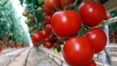 Türkiye'nin domates ihracatı yılın ilk yarısında yüzde 12 arttı