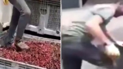 Ünlü meyve suyu üretim tesisinde mide bulandıran görüntüler! Vişneleri ayakkabılarıyla çiğnedi