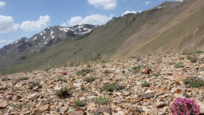 Bayburt'ta keşfedilen bitki türü Aziz Sancar'ın adını taşıyacak