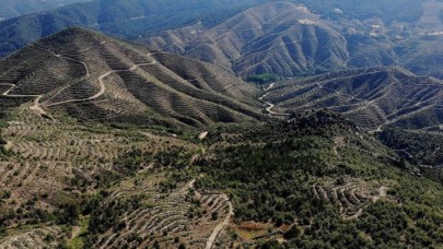 Kütahya'da 4 yıl önce yanan ormanların yerini genç fidanlar aldı