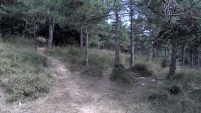 Sultangazi'de ormanda kadın cinayeti: Ulviye Avağ öldü