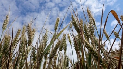 Trakya'da buğday verimi çiftçileri sevindirdi