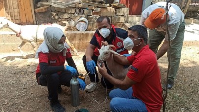 Yangınında dumandan etkilenen keçilere UMKE ekipleri yardım etti