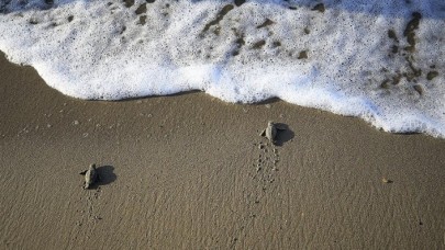 Caretta caretta yavrularının denize uzanan zorlu 'yaşam yolculuğu'