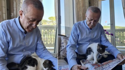 Cumhurbaşkanı Erdoğan paylaştı: Meraklı kedi!