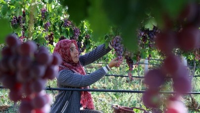 Devlet desteğiyle kurduğu üzüm bağını büyütmeyi hedefliyor