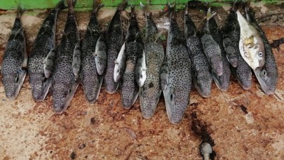 Hatay ve Mersin'de 935 balon balığı alımı yapıldı