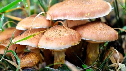 Mantar zehirlenmelerine karşı uzmanlar uyardı: Ölümcül olabiliyor